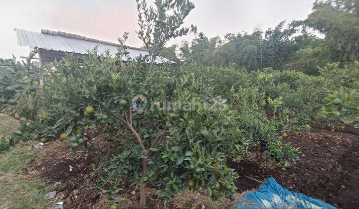 Tanah Kebon Jeruk Di Area Sejuk Dan Nyaman 2