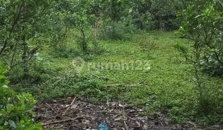 Land for Sale in Wagir, Roadside Location, Suitable for Investment or Fruit Farming Land for Sale in Wagir, Roadside Location, Suitable for Investment or Fruit Farming