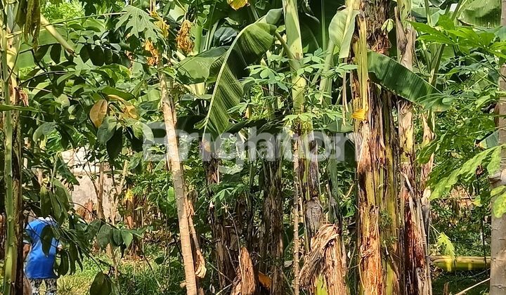 RUMAH ADA KEBUN LUAS DI DEPOK 2