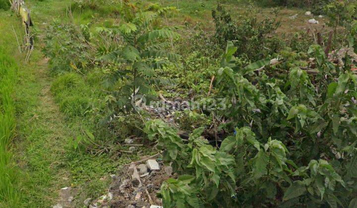 TANAH STRATEGIS PURA DEMAK DENPASAR BARAT 4