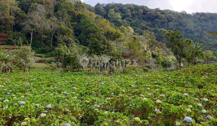 TANAH  DEKAT DANAU TAMBLINGAN  VIEW GUNUNG 2