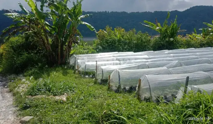 TANAH KEDASONG PANCASARI BEDUGUL FULL VIEW DANAU BUYAN 1