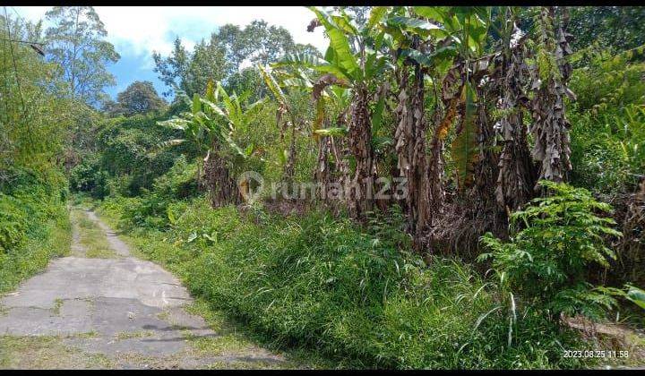 TANAH CANDI KUNING BEDUGUL BALI 50 ARE 2