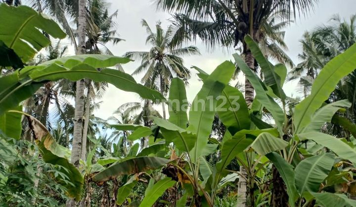 Garden Land on Jalan Melaya Tengah, Jembrana, Negara