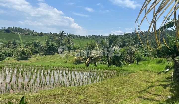 Tanah View Sawah Desa Gunung Salak Selemadeg Timur, Tabanan Bali Tanah View Sawah Desa Gunung Salak Selemadeg Timur, Tabanan Bali