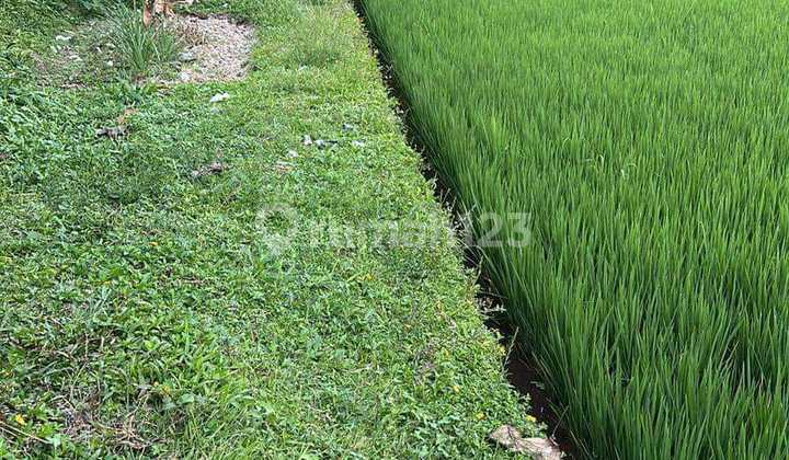 Lahan Premium Siap Bangun Lingkungan Villa di Jual di Ubud Bali Lahan Premium Siap Bangun Lingkungan Villa di Jual di Ubud Bali