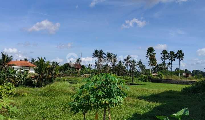 Jual Tanah For Sale Land di Pinggir Jalan kenderan Ubud Bali 1