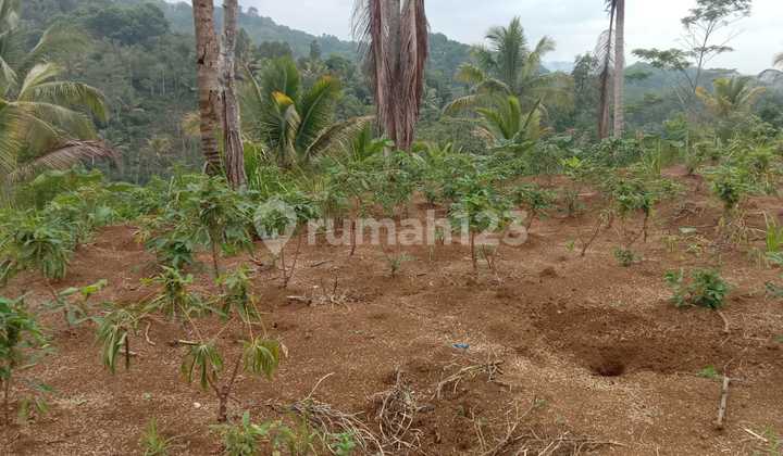 Selling Cheap, Large Garden Land in Cikoneng, Ciamis Selling Cheap, Large Garden Land in Cikoneng, Ciamis