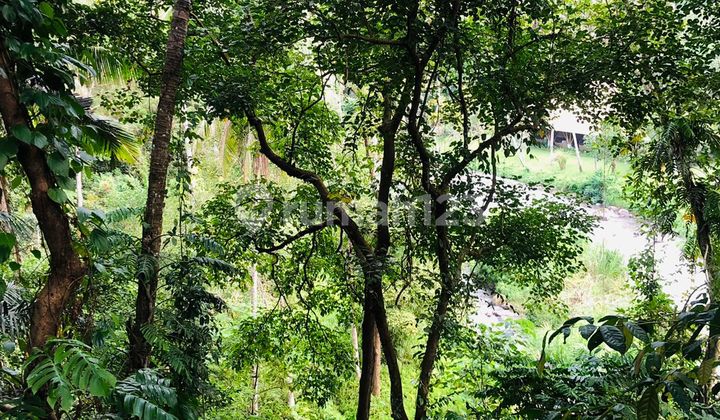 Jual Tanah / For Sale Land View Hutan di Ubud Bali Jual Tanah / For Sale Land View Hutan di Ubud Bali