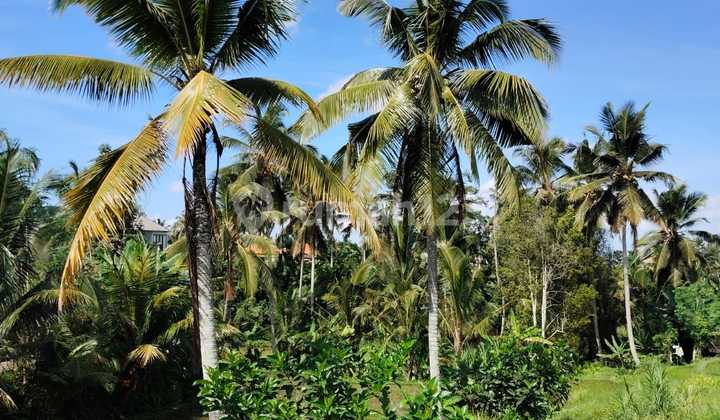 Jual Tanah For Sale Land di Pinggir Jalan kenderan Ubud Bali 2