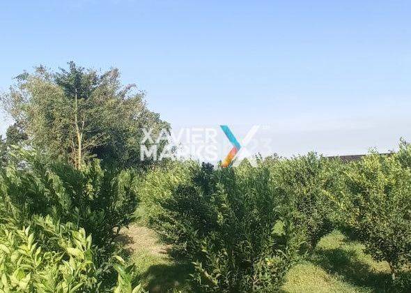 Dijual Kebun Jeruk Hitung Nego Sampai Deal Tanah di Dau, Malang 7