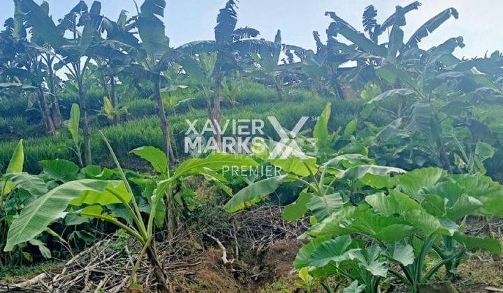 Lahan Peternakan SHM Strategis di Cepokomulyo di Kepanjen Malang 1