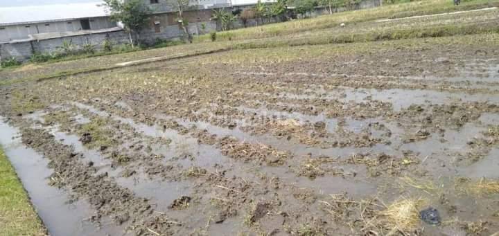 Dijual Lahan Sawah Cocok Untuk Investasi di Karangploso Malang 3