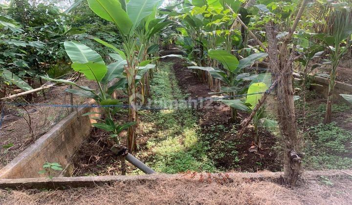 DIKONTRAKAN Lahan Asri tanah tepi sungai view  terasering sawah 2