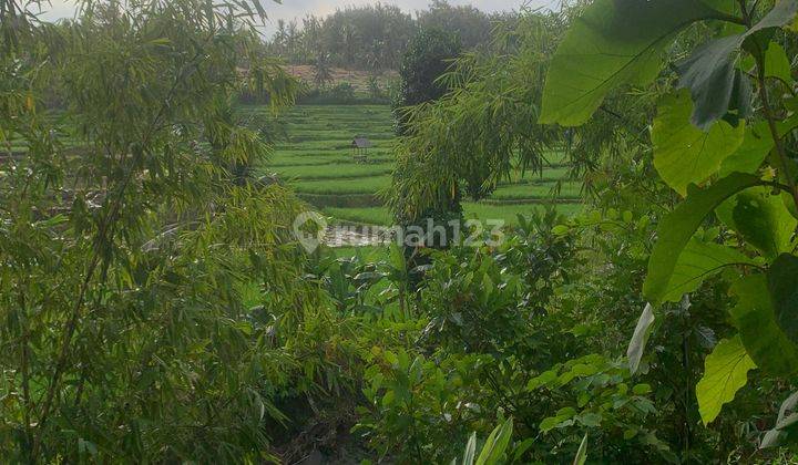 DIKONTRAKAN Lahan Asri tanah tepi sungai view  terasering sawah 1