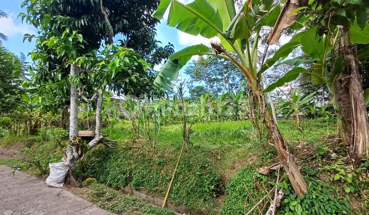 Tanah 20,31 Are Lingkungan Villa Di Pejeng Dekat Central Ubud 2