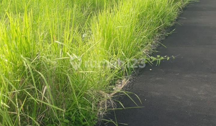 Tanah Datar Siap Bangun Jalan Sekar Jepun Gatsu Denpasar Timur