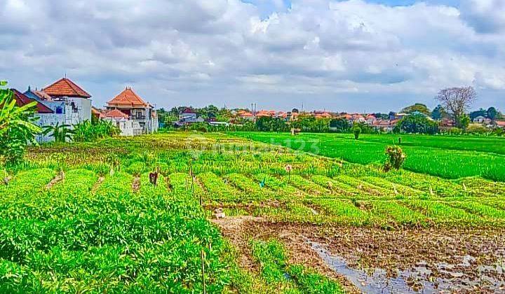 80 Are Land Ready to Build Rice Field View in Antasura Denpasar 2