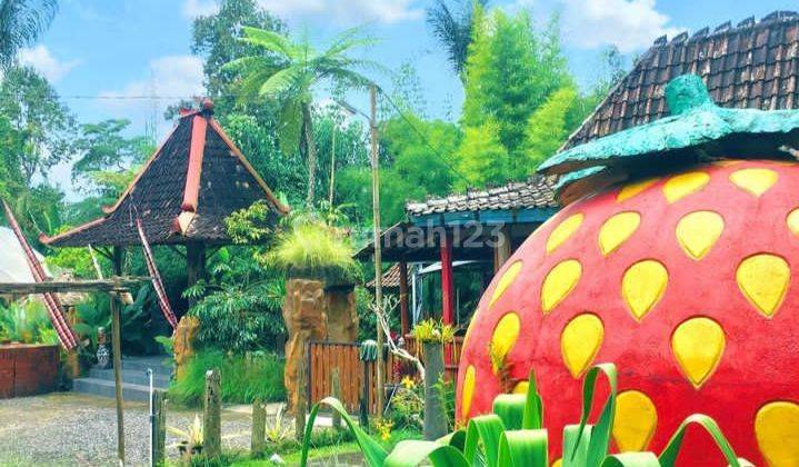 VILLA AGROWISATA DAN KEBUN STRAWBERY DI PENGOTAN KINTAMANI BANGLI 2