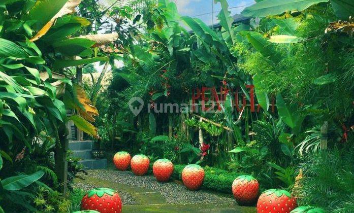 VILLA AGROWISATA DAN KEBUN STRAWBERY DI PENGOTAN KINTAMANI BANGLI 6