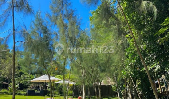 VILLA AGROWISATA DAN KEBUN STRAWBERY DI PENGOTAN KINTAMANI BANGLI 15