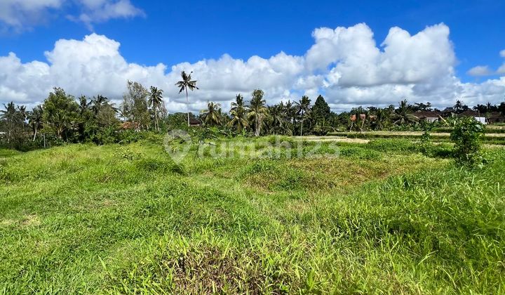 Tanah Zona Kuning Bebas Pembangunan Jl Cinta Tegalalang Ubud Bali Tanah Zona Kuning Bebas Pembangunan Jl Cinta Tegalalang Ubud Bali