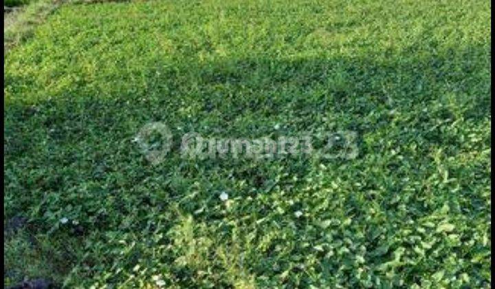 Land For Rent Rice Field View Suitable For Villa In Canggu Bali 2