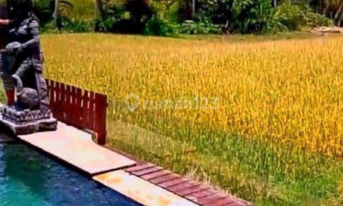 Villa Pemandangan Sawah Sejuk Siap Huni Di Kengetan Ubud Bali 3m 2