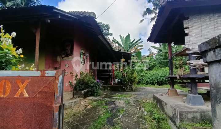 Bonus Land with Building on Jatiluwih Main Road, Tabanan Bali Bonus Land with Building on Jatiluwih Main Road, Tabanan Bali