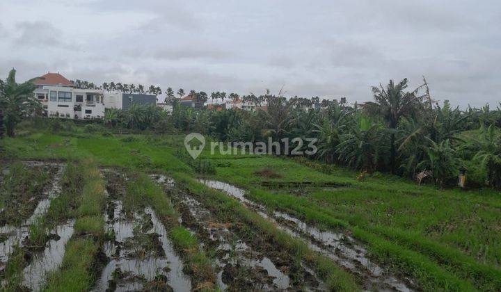 Tanah 4 Are Siap Bangun View Sawah Di Pererenan Bali  2