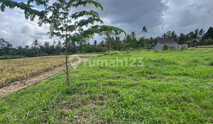 Tanah Zona Kuning Kawasan Strategis Tegalalang Ubud ,bali