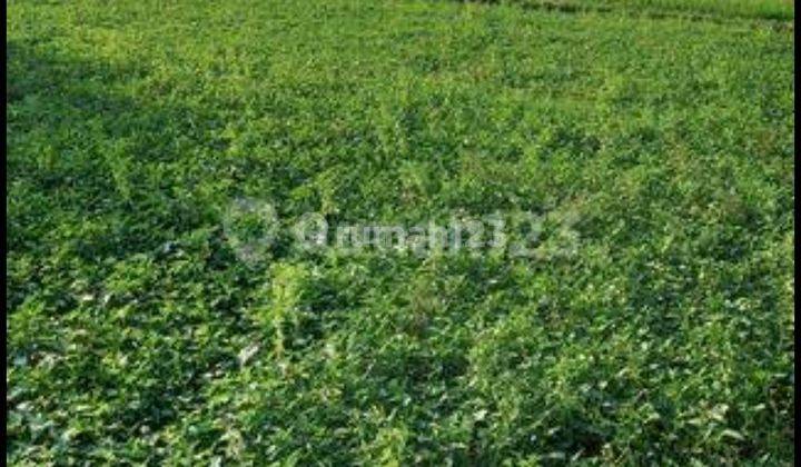 Land For Rent Rice Field View Suitable For Villa In Canggu Bali 1