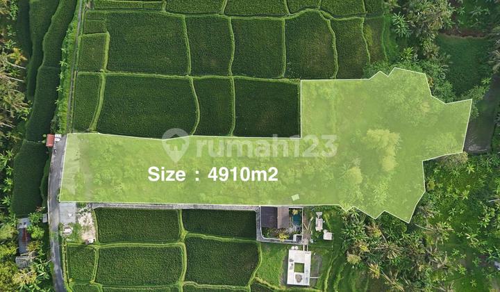 Tanah Murah Zona Kuning Jl Cinta Tegallalang Ubud Bali