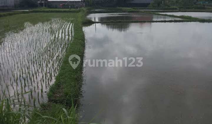 Tanah 41,5 Are Pantai Ketewel Dekat Bypass Ib. Matra Zona Hijau