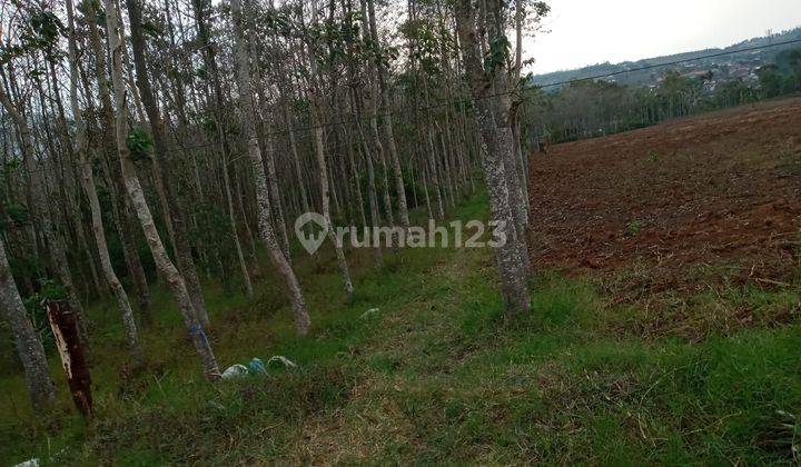 Tanah Dan Kebun Jati Murah Strategis di Mainroad Garut 2