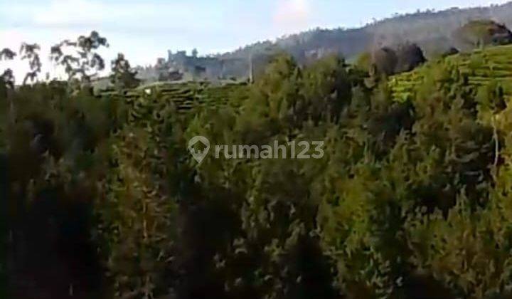 Dijual Tanah Kawasan Wisata Kebun Pinus Pangalengan Bandung 2