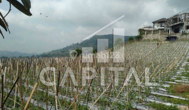 Tanah Kavling Di Cikole Lembang View Bandung, Cakep Banget 1