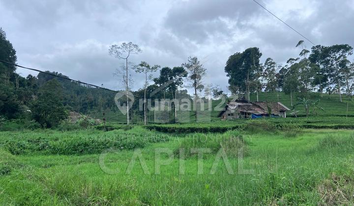 Tanah Ciwidey View Kebun Teh Akses Pinggir Jalan Mobil