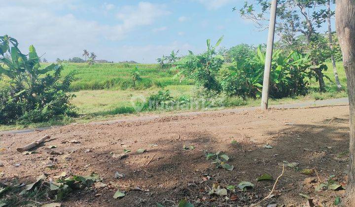 TANAH MURAH SLEMAN JOGJAKARTA, PEMANDANGAN SAWAH 1