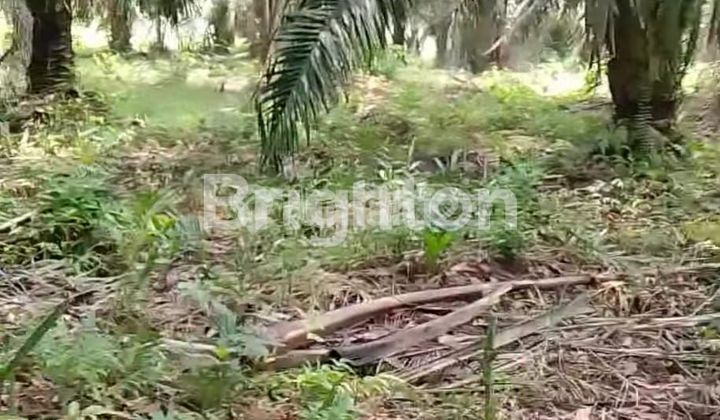 TANAH KEBUN LOKASI STRATEGIS DEKAT PERUMAHAN TALANG KELAPA BANYUASIN 1