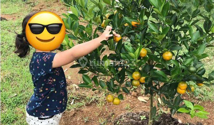 Dijual kebun buah di Metesih Karanganyar 3