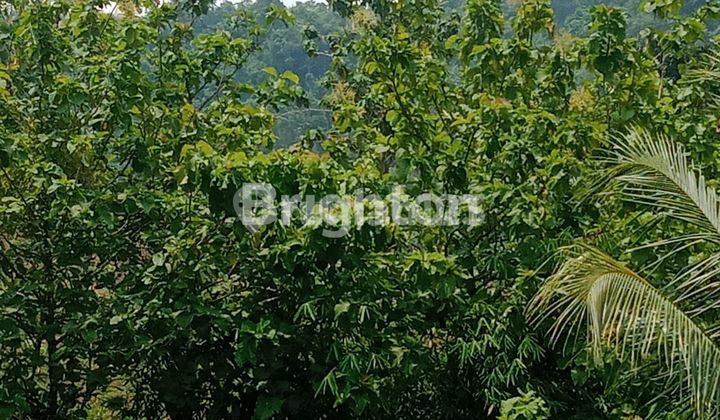 Tanah Murah Tanah Murah