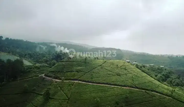 Perkebunan Teh Profit Dan Produktif di Majalengka Jawa Barat 2