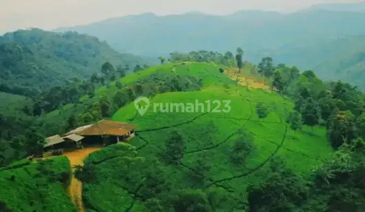 Perkebunan Teh Profit Dan Produktif di Majalengka Jawa Barat 3