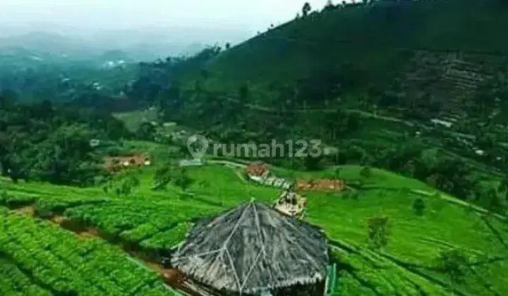 Perkebunan Teh Profit Dan Produktif di Majalengka Jawa Barat 4