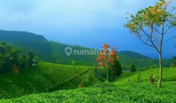 Perkebunan Teh Profit Dan Produktif di Majalengka Jawa Barat 1