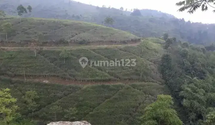 Perkebunan Teh Profit Dan Produktif di Majalengka Jawa Barat 6