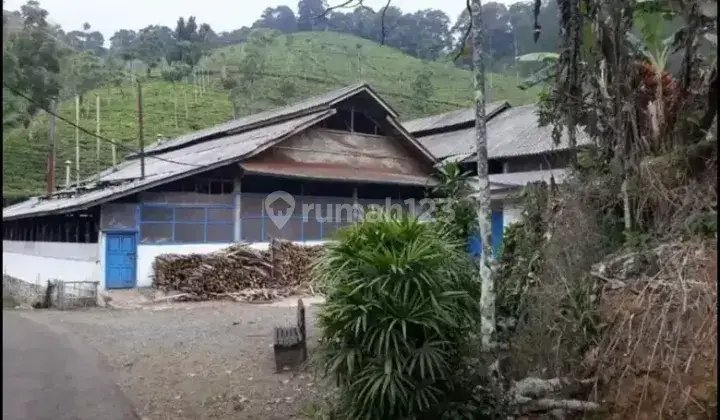 Perkebunan Teh Profit Dan Produktif di Majalengka Jawa Barat 5