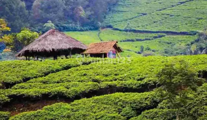 Perkebunan Teh Profit Dan Produktif di Majalengka Jawa Barat 8