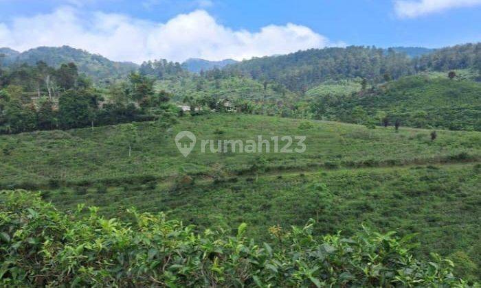 Dijual Cepat Perkebunan Teh Hijau Produktif di Majalengka  1